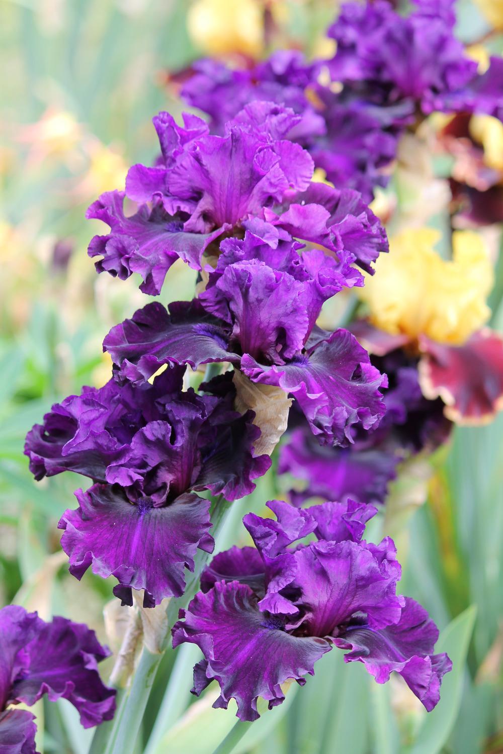Photo of Tall Bearded Iris (Iris 'Royal Majesty') uploaded by ARUBA1334