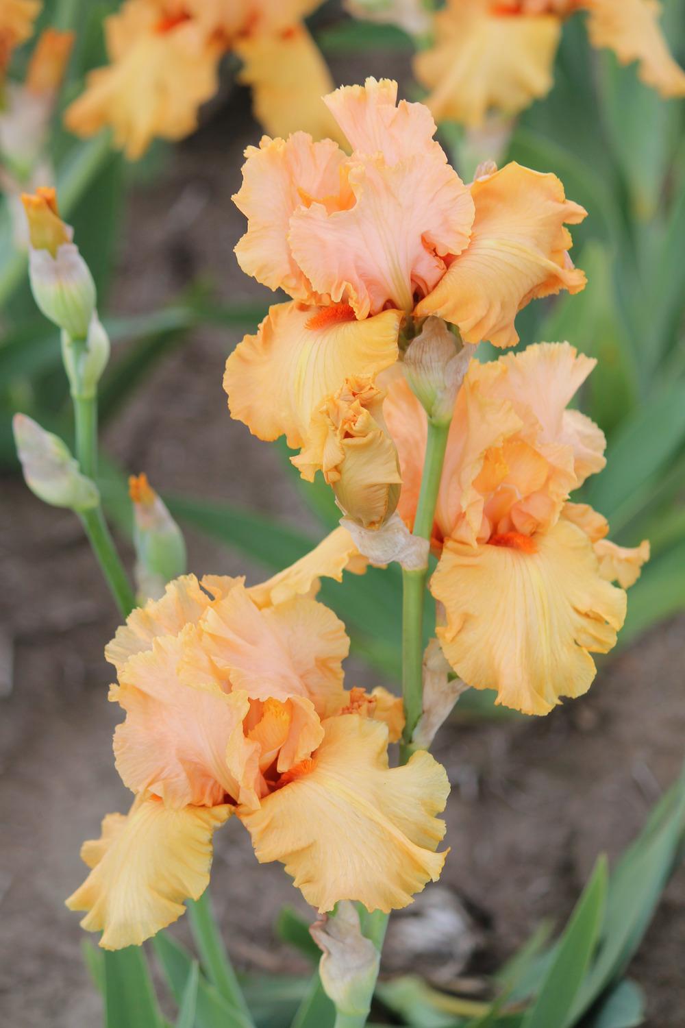 Photo of Tall Bearded Iris (Iris 'Autumn Riesling') uploaded by ARUBA1334