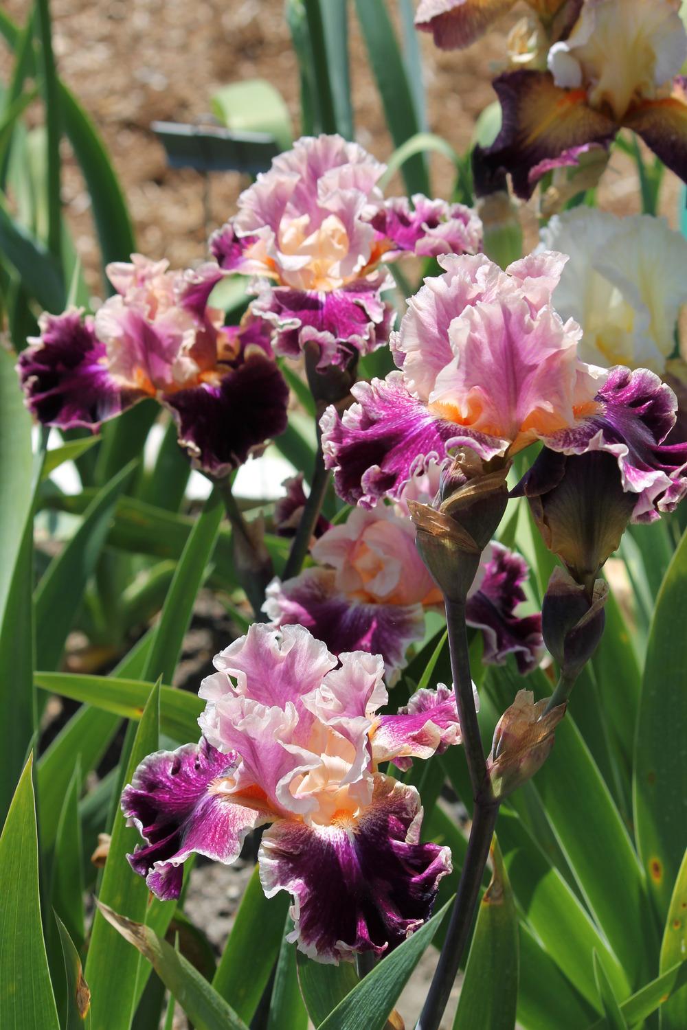 Photo of Tall Bearded Iris (Iris 'Teenybopper') uploaded by ARUBA1334