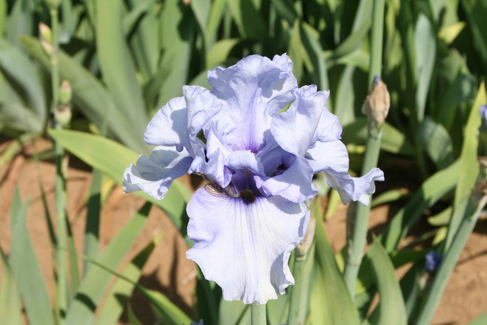 Photo of Tall Bearded Iris (Iris 'Clyde') uploaded by ARUBA1334