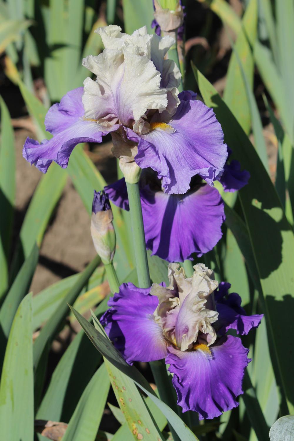 Photo of Tall Bearded Iris (Iris 'Subtle Beauty') uploaded by ARUBA1334