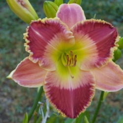 Location: My garden in Bakersfield, CA
Date: 2012-06-23 