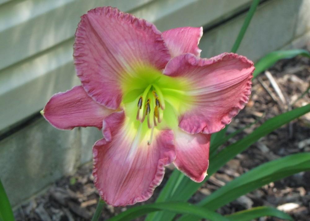 Photo of Daylily (Hemerocallis 'Westbourne Tickled Pink') uploaded by Claudia