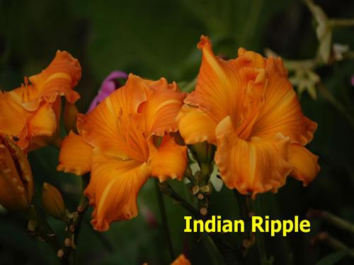 Photo of Daylily (Hemerocallis 'Indian Ripple') uploaded by Joy