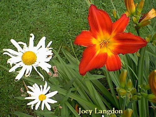 Photo of Daylily (Hemerocallis 'Joey Langdon') uploaded by Joy