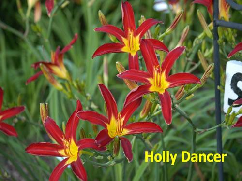 Photo of Daylily (Hemerocallis 'Holly Dancer') uploaded by Joy