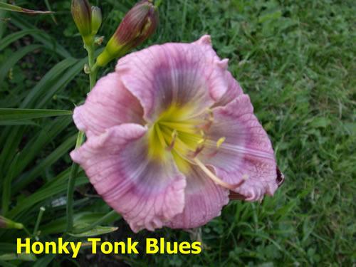 Photo of Daylily (Hemerocallis 'Honky Tonk Blues') uploaded by Joy