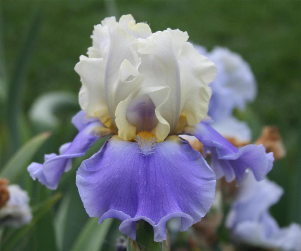 Photo of Tall Bearded Iris (Iris 'Silk Road') uploaded by KentPfeiffer