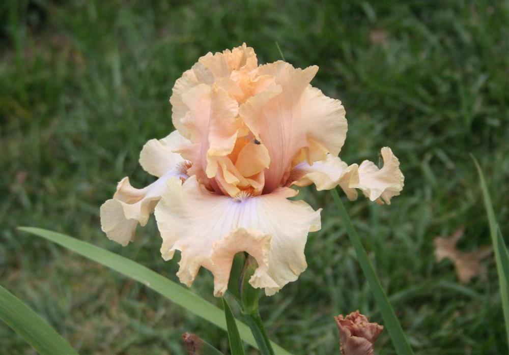 Photo of Tall Bearded Iris (Iris 'Sunset Plaza') uploaded by KentPfeiffer