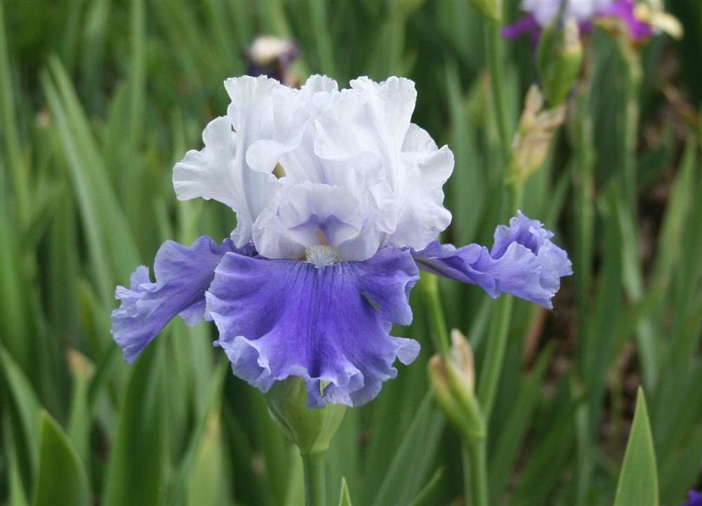 Photo of Tall Bearded Iris (Iris 'Sierra Grande') uploaded by KentPfeiffer