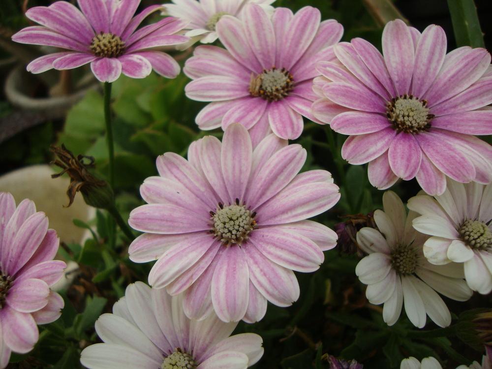 Photo of African Daisy (Osteospermum 'Astra Rose') uploaded by Paul2032
