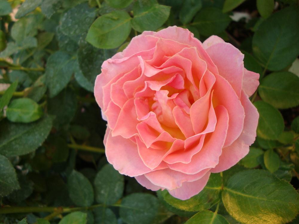 Photo of Rose (Rosa 'Elle') uploaded by Paul2032