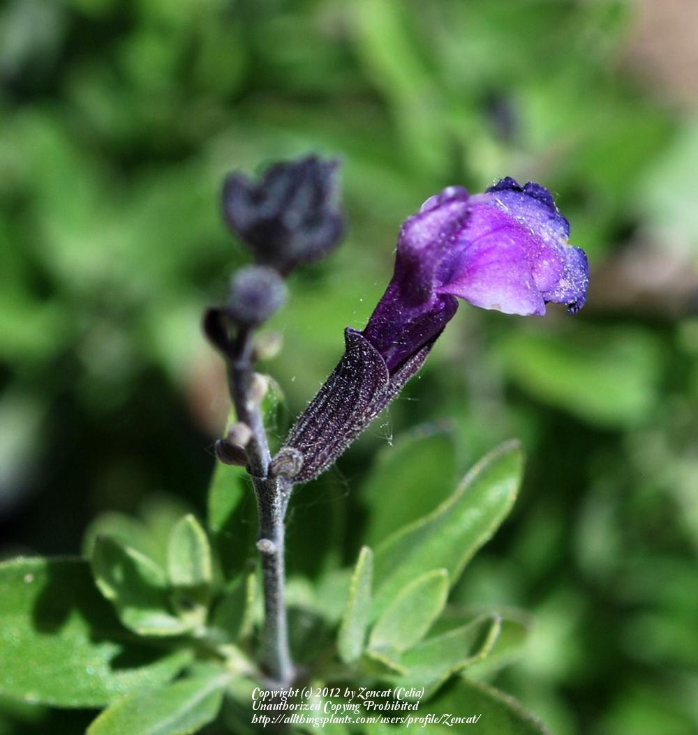 Photo of Sage (Salvia 'Ultra Violet') uploaded by Zencat
