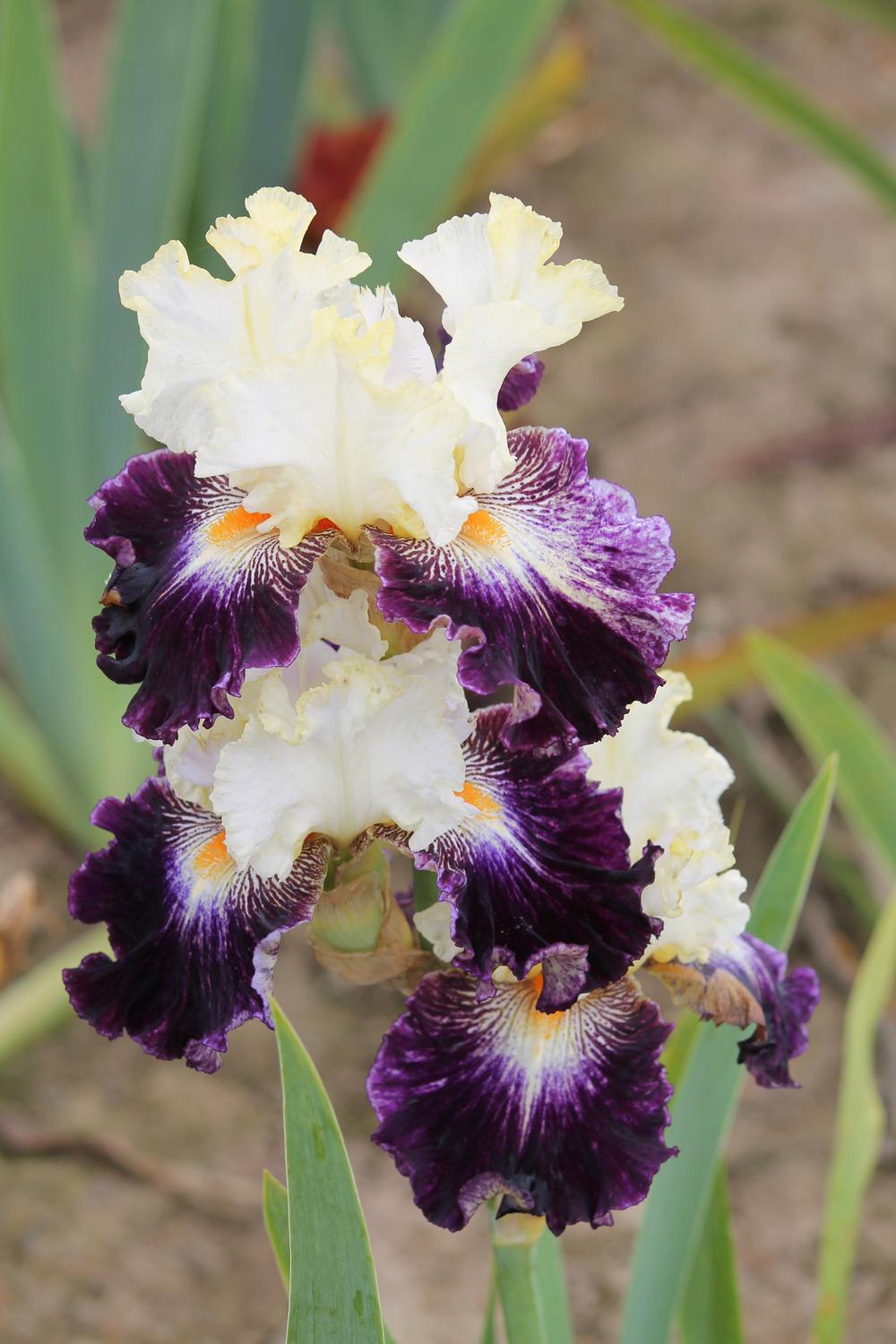 Photo of Tall Bearded Iris (Iris 'Comedy') uploaded by ARUBA1334