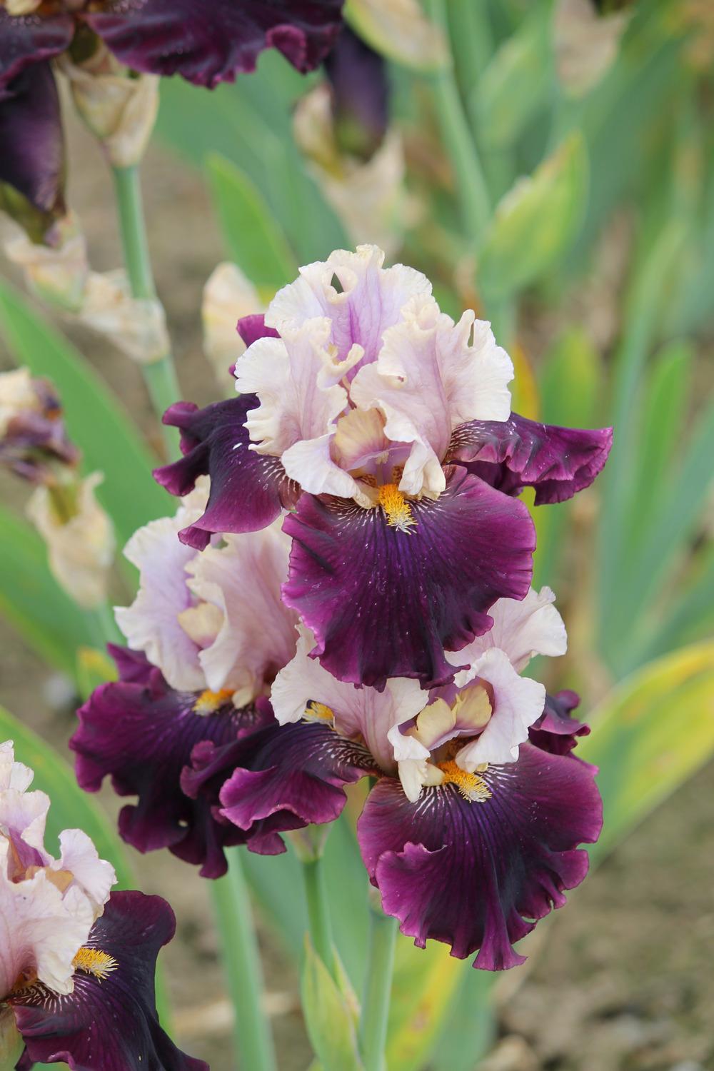 Photo of Tall Bearded Iris (Iris 'Plum Wicked') uploaded by ARUBA1334