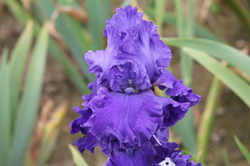 Photo of Tall Bearded Iris (Iris 'Java Bleue') uploaded by ARUBA1334