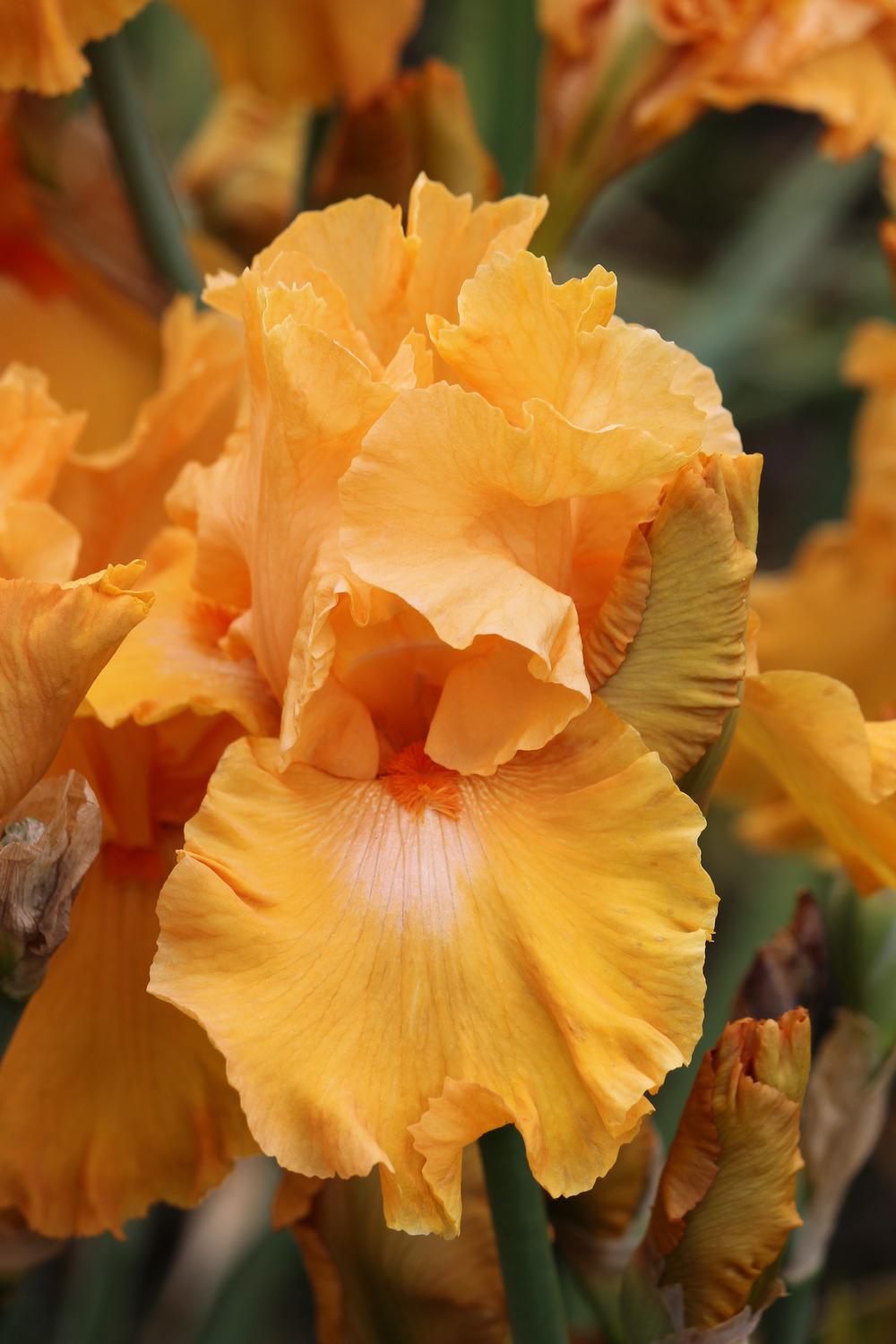 Photo of Tall Bearded Iris (Iris 'Voltage') uploaded by ARUBA1334
