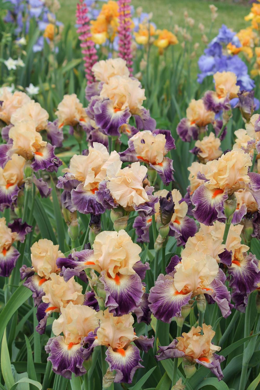 Photo of Tall Bearded Iris (Iris 'Undercurrent') uploaded by ARUBA1334