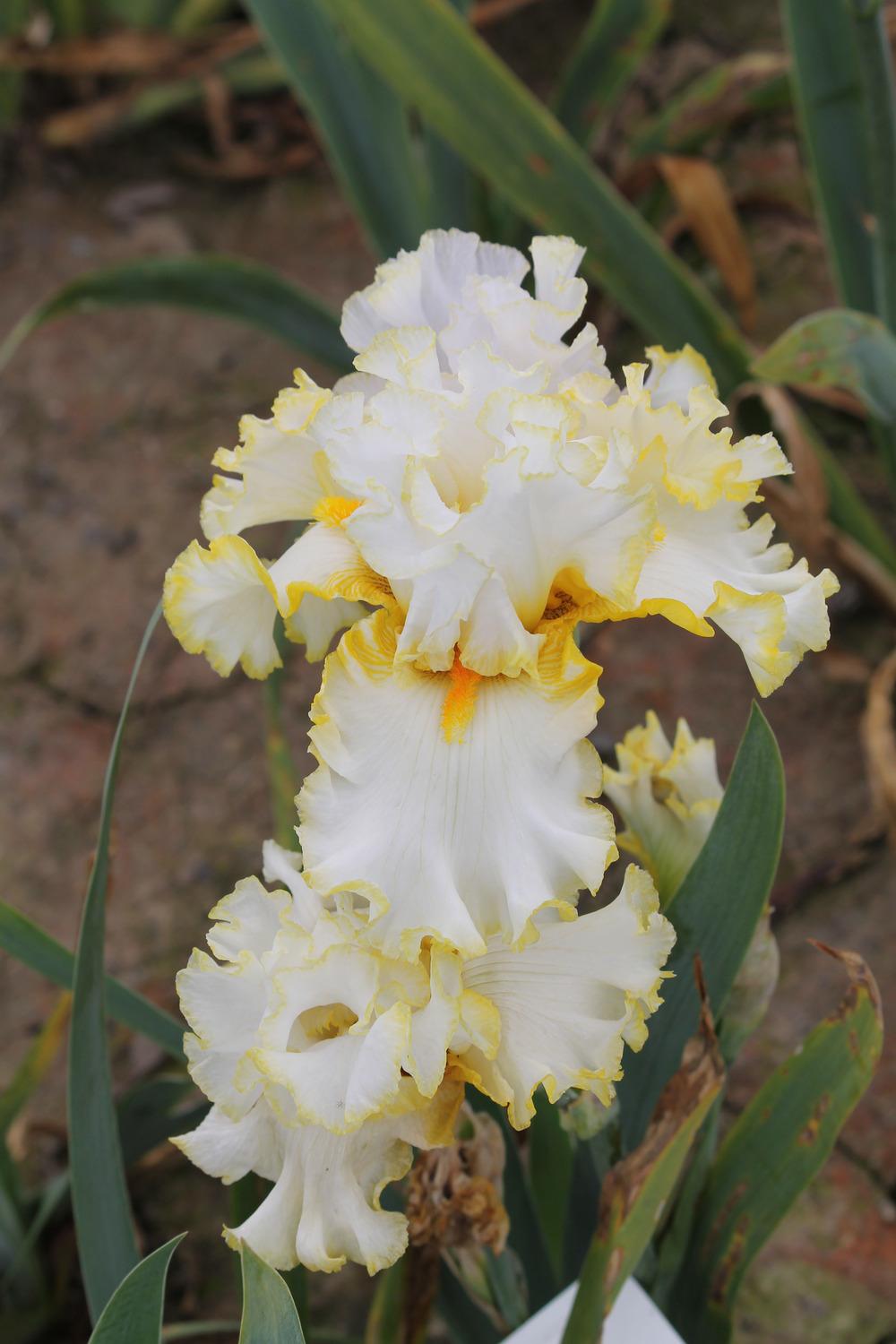 Photo of Tall Bearded Iris (Iris 'Stolen Sweets') uploaded by ARUBA1334