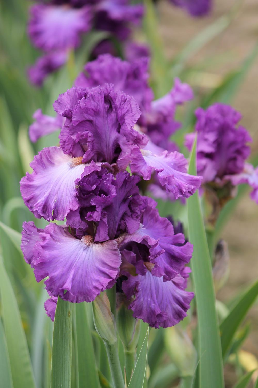 Photo of Tall Bearded Iris (Iris 'Russian Violet') uploaded by ARUBA1334