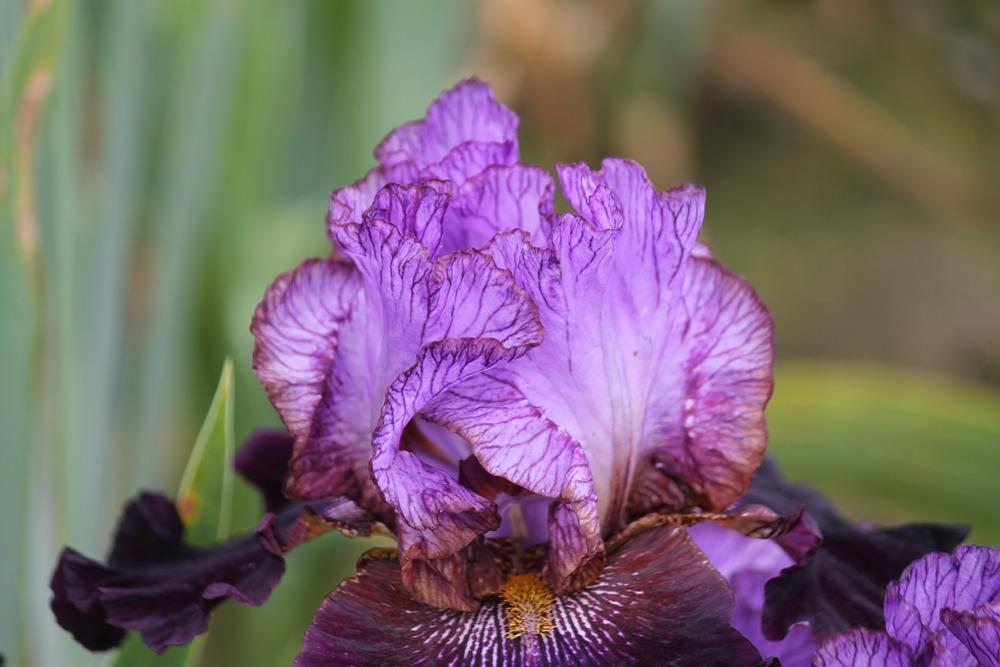 Photo of Tall Bearded Iris (Iris 'One of a Kind') uploaded by ARUBA1334