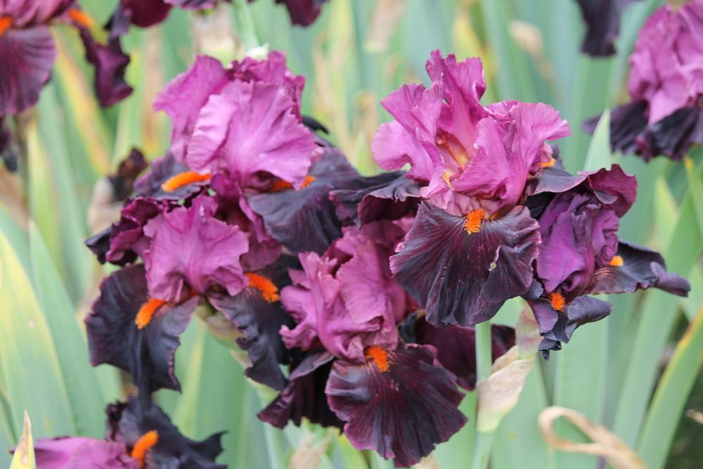 Photo of Tall Bearded Iris (Iris 'Fiery Temper') uploaded by ARUBA1334