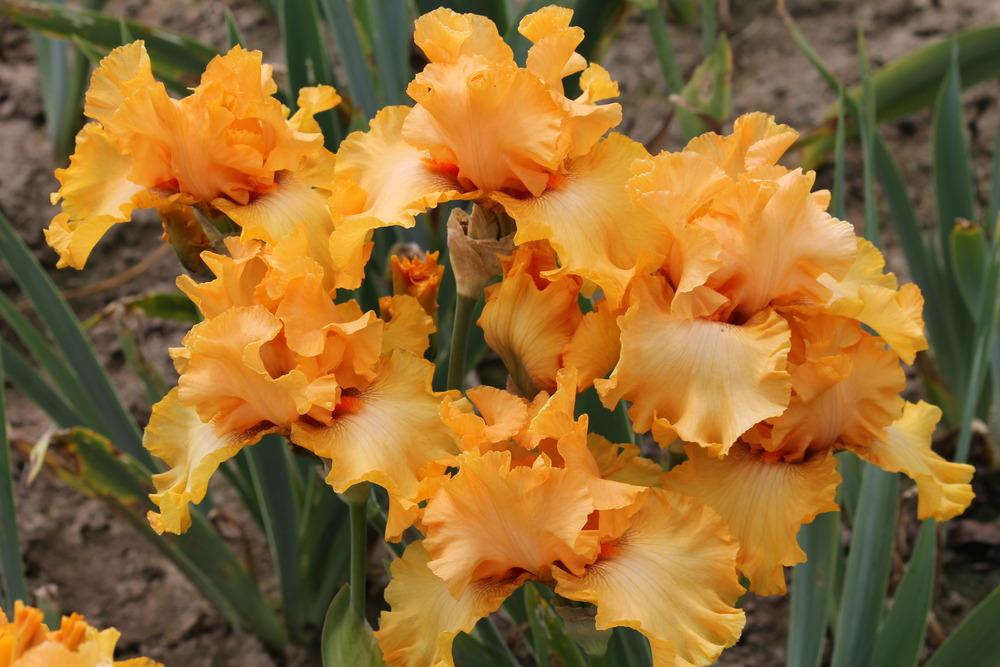 Photo of Tall Bearded Iris (Iris 'Brilliance') uploaded by ARUBA1334