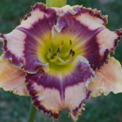 Location: My garden in Bakersfield, CA
Date: 2012-06-03 