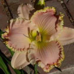 Location: My garden in Bakersfield, CA
Date: 2012-06-25 