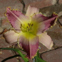 Location: My garden in Bakersfield, CA
Date: 2012-06-21 