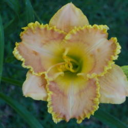 Location: My garden in Bakersfield, CA
Date: 2012-06-03 