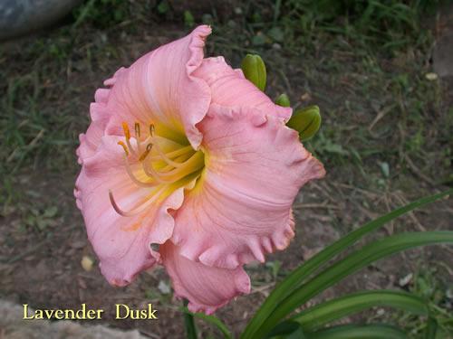Photo of Daylily (Hemerocallis 'Lavender Dusk') uploaded by Joy