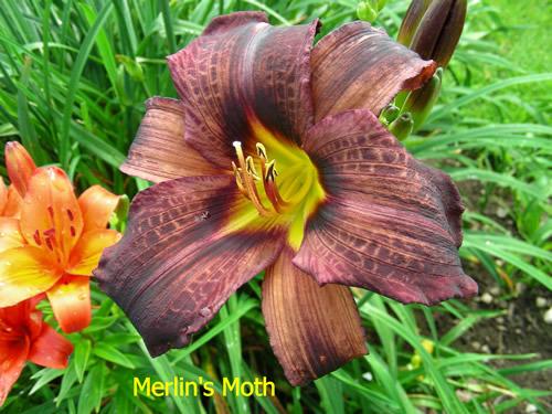 Photo of Daylily (Hemerocallis 'Merlin's Moth') uploaded by Joy