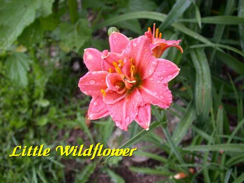 Photo of Daylily (Hemerocallis 'Little Wild Flower') uploaded by Joy