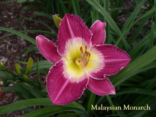 Photo of Daylily (Hemerocallis 'Malaysian Monarch') uploaded by Joy