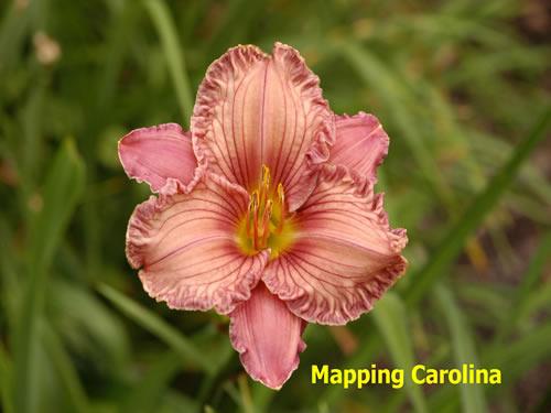 Photo of Daylily (Hemerocallis 'Mapping Carolina') uploaded by Joy
