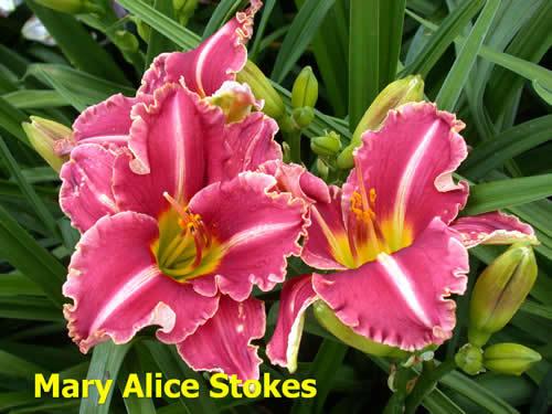 Photo of Daylily (Hemerocallis 'Mary Alice Stokes') uploaded by Joy