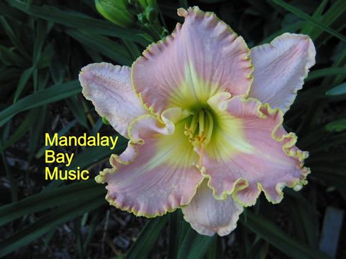 Photo of Daylily (Hemerocallis 'Mandalay Bay Music') uploaded by Joy