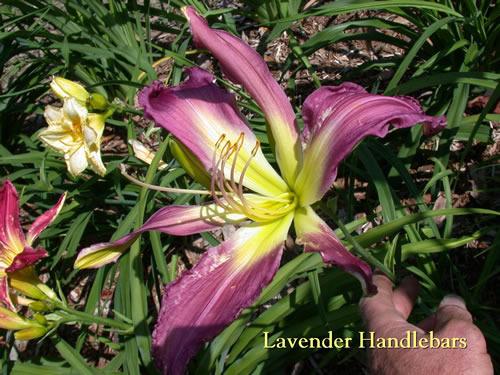Photo of Daylily (Hemerocallis 'Lavender Handlebars') uploaded by Joy