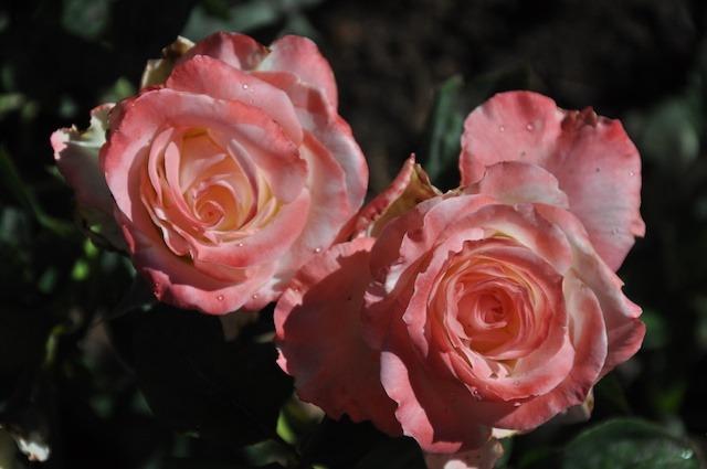 Photo of Rose (Rosa 'Gemini') uploaded by Steve812
