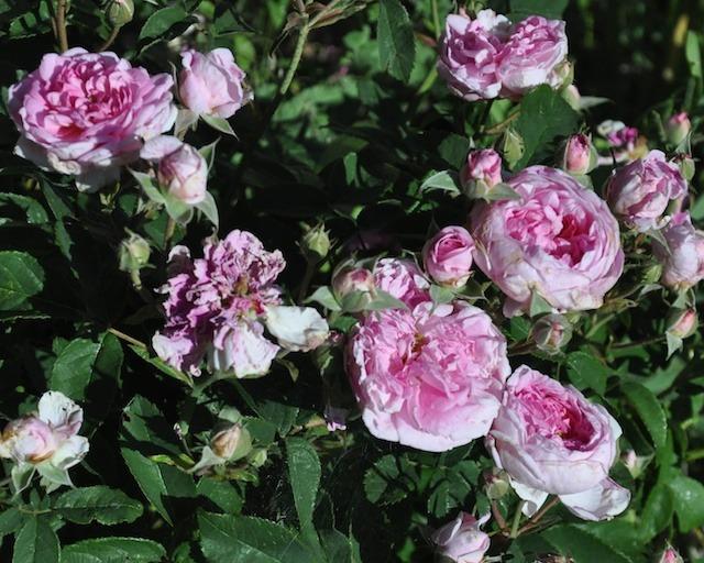 Photo of Damask Rose (Rosa 'Ispahan') uploaded by Steve812