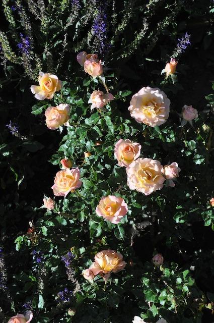 Photo of Rose (Rosa 'Day Breaker') uploaded by Steve812