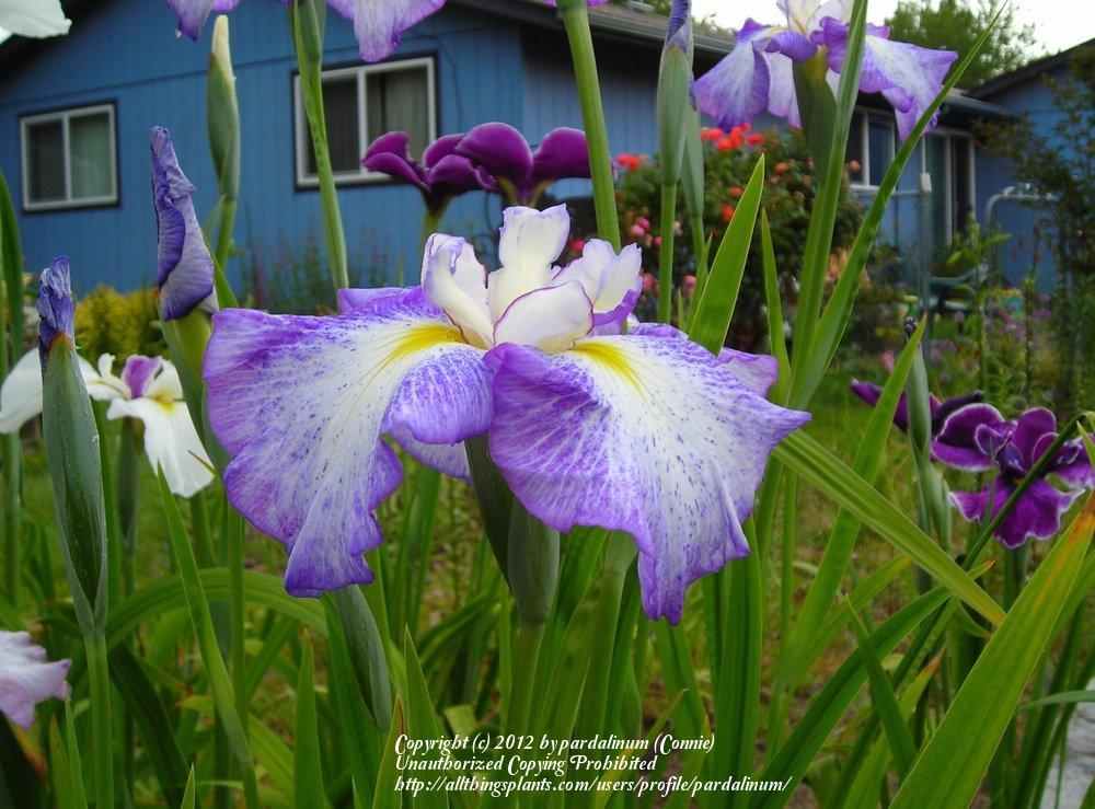 Photo of Japanese Iris (Iris ensata 'Freckled Peacock') uploaded by pardalinum