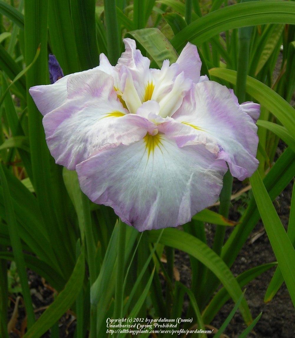 Photo of Japanese iris (Iris ensata 'Pink Ringlets') uploaded by pardalinum