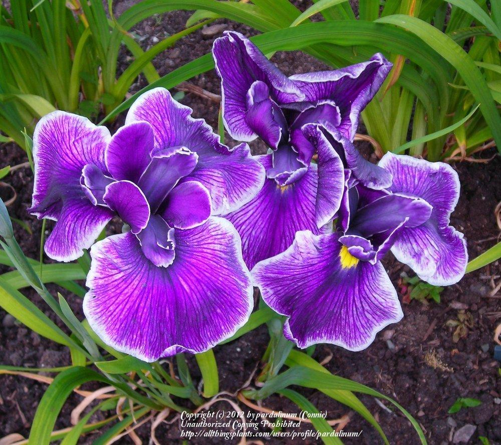 Photo of Japanese Iris (Iris ensata 'Dramatic Pattern') uploaded by pardalinum
