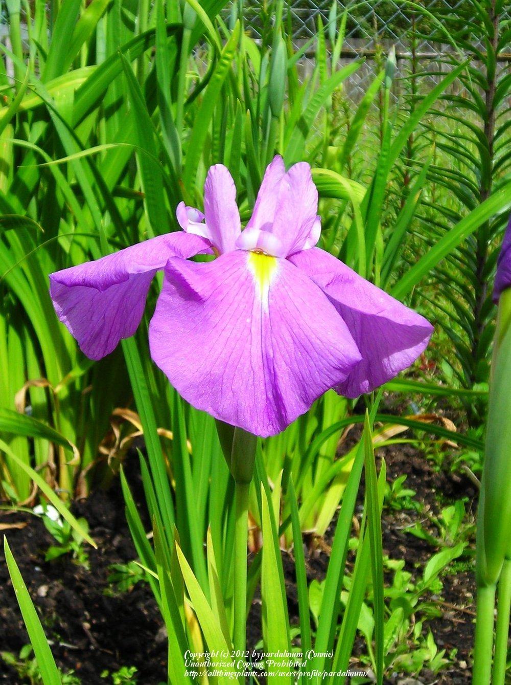 Photo of Japanese Iris (Iris ensata 'Margo-no-Sakura') uploaded by pardalinum