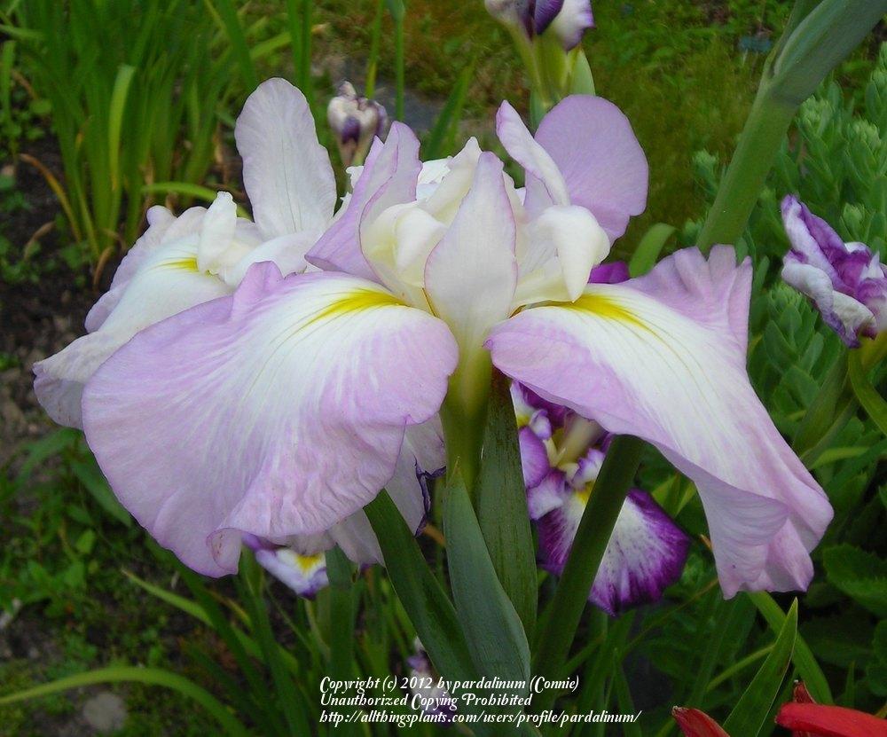 Photo of Japanese Iris (Iris ensata 'Fourfold Pink') uploaded by pardalinum