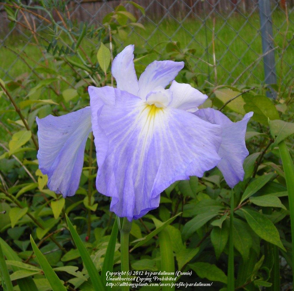 Photo of Japanese Iris (Iris ensata 'Blue Embers') uploaded by pardalinum