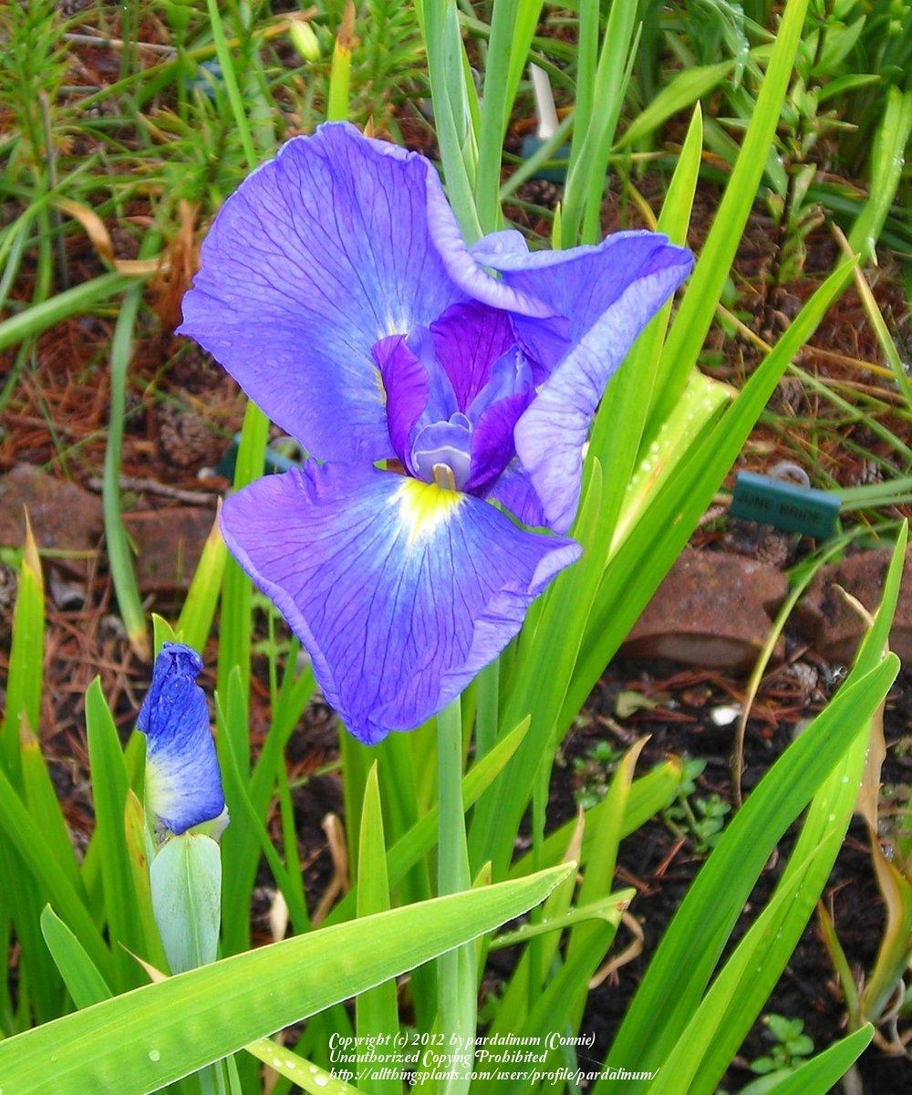 Photo of Japanese Iris (Iris ensata 'Indigo Delight') uploaded by pardalinum