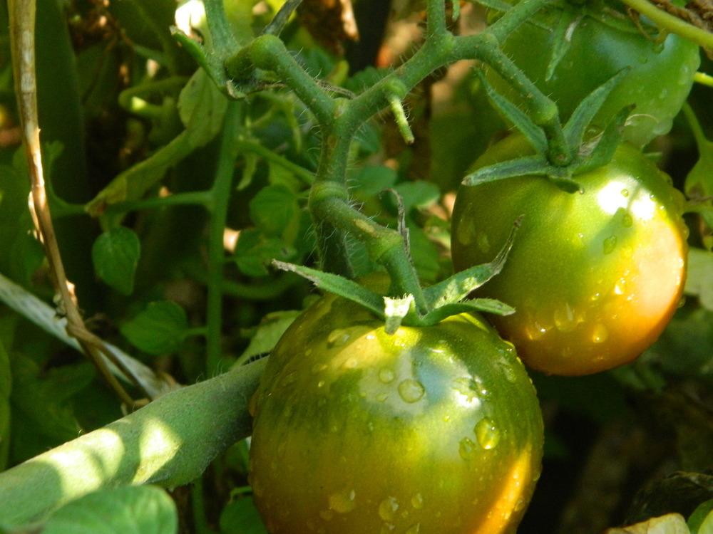 Photo of Tomato (Solanum lycopersicum 'Black Ethiopian') uploaded by wildflowers